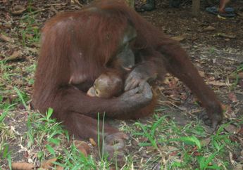 Keren! Induk Orang Utan Merawat Anaknya Selama Delapan Tahun