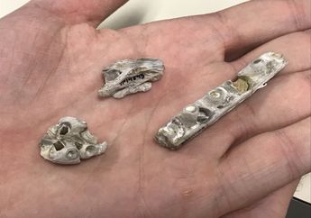 Fosil Bayi Monster Laut Ini Ukurannya Lebih Kecil Dari Telapak Tangan!