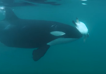 Sekumpulan Orca Terlihat Bermain dengan Seekor Penyu, Ada Apa, Ya?