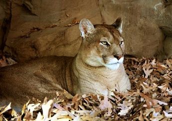 Berita Puma Terbaru Hari Ini Hewan Yang Dikira Kucing Terlantar