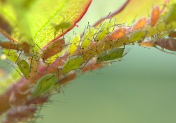 Seperti Film A Bug's Life, Amerika Serikat Siapkan Prajurit Serangga!