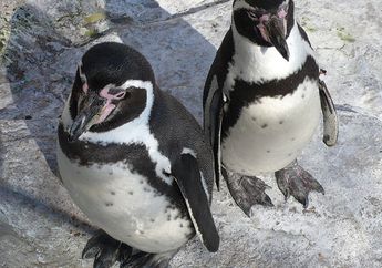 Mengapa Bulu Penguin Tidak Membeku Padahal Menyelam di Daerah Kutub?