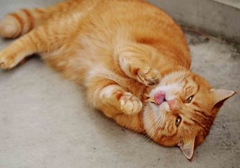 Kucing Juga Bisa Flu, Bagaimana Gejala dan Cara Merawatnya?