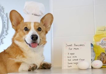 Wah, Ada Anjing yang Beraktivitas Seperti Manusia! Kenalan, yuk!
