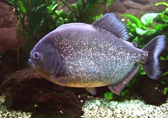 Ikan Mirip Piranha Menjadi Ancaman Para Makhluk Laut Era Jurassic