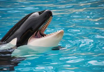 Ternyata, Paus Orca Punya Beberapa Sifat yang Mirip dengan Simpanse