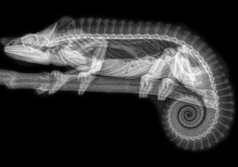 Merayakan Halloween, Kebun Binatang Menunjukkan Hasil X-Ray Hewan