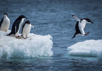 8 Fakta Penguin Adelie yang Bisa Berenang Sedalam 180 Meter