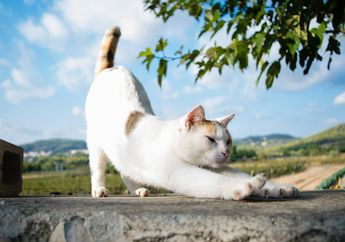 Kucing yang Jatuh dari Ketinggian Jarang Terluka, Ini Rahasianya