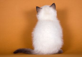 Kucing Sering Menunjukkan Bokongnya kepadamu? Ini Artinya