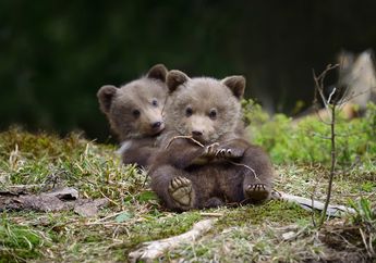 10 Foto Bayi Hewan Liar yang Bikin Gemas, Kamu Suka yang Mana?