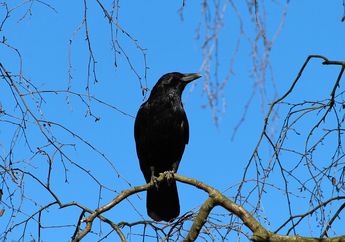 Tak Banyak yang Tahu, Burung Gagak Salah Satu Hewan yang Pintar, Ini Serba-serbinya