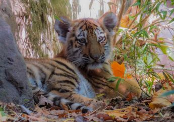 Hore, Populasi Harimau Sumatera Baru Saja Bertambah, lo! Di Mana, ya?