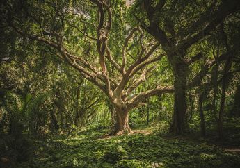Bekas Tambang Tua di Amerika Akan Diubah Menjadi Hutan Pengisap Karbon