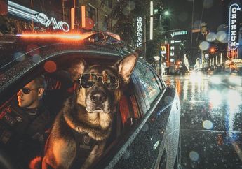 Kepolisian Kanada Membuat Kalender dengan Anjing Polisi Sebagai Model