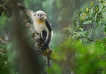 Mengenal Monyet Tonkin Berhidung Pesek, Primata Asli dari Vietnam