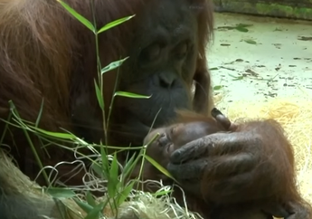 Yuk, Berkenalan dengan Java, Bayi Orangutan yang Lahir di Perancis