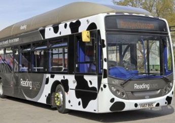 Unik! Ada Bus Mirip Sapi Berbahan Bakar dari Kotoran Sapi