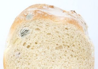 Apakah Boleh Makan Ujung Lain Roti yang Sudah Berjamur? Ini Jawabannya