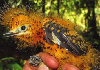 Unik! Burung Ini Mirip Ulat Bulu Beracun, Burung Apakah Itu?