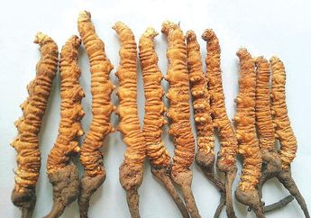 Akibat Perubahan Iklim, Jamur Ulat Yarchagumba Terancam Punah