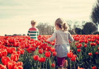Identik dengan Belanda, Ternyata Bunga Tulip Berasal dari Turki