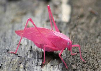 Bukan Berwarna Hijau, Serangga Ini Seluruh Tubuhnya Berwarna Pink