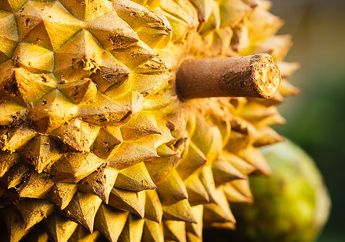 Buah Durian Dilarang Dibawa ke Tempat Umum, Kenapa Begitu, ya?