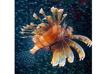 Ikan Singa, Ikan Warna-warni dengan Sengatan yang Menyakitkan