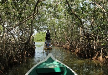 Kisah Pak Samsudin di Indramayu yang Menyelamatkan Hutan Bakau Lewat Dongeng dan Boneka