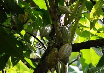 Jadi Bahan Makanan Enak, Sejak Kapankah Kakao Diolah Menjadi Cokelat?