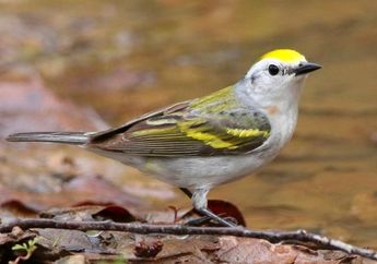 Wah, Ilmuwan Temukan Burung Campuran dari 3 Spesies, Kok Bisa, ya?