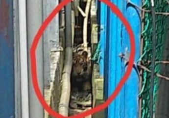 Harimau yang Sempat Terjebak di Lorong Ruko Pasar Sudah Diberi Nama