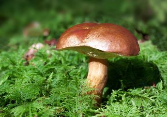 Wah, Rupanya Memetik Jamur di Hutan Menjadi Tradisi Orang Baltik, lo!