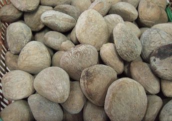 Meski Beracun, Buah Kluwek Bisa Menjadi Bumbu Masakan, lo! Kok, Bisa, ya?