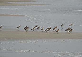 Snowy Plovers, Burung Kecil yang Suka Bermain dengan Ombak di Pantai