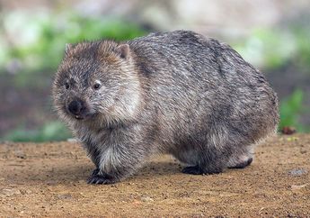 Kotoran Wombat Bentuknya Kubus, Kok Bisa, ya? Ayo, Cari Tahu!