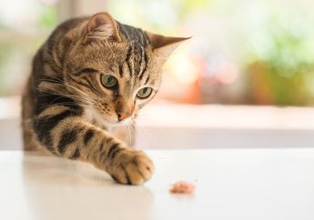 Kucing Jadi Hewan Terpopuler, Kenapa Kita Suka Menonton Video Kucing?