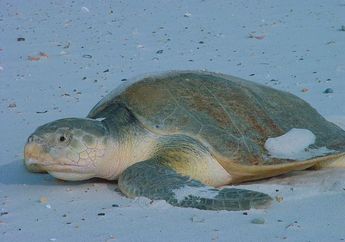 Seperti Mamalia, Reptil Juga Hibernasi, lo! Brumasi Namanya