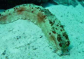 Kotoran Timun Laut Rupanya Baik untuk Ekosistem Alam Laut, lo!
