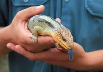 Bukan Berwarna Merah Muda, Kadal Ini Punya Lidah Berwarna Biru