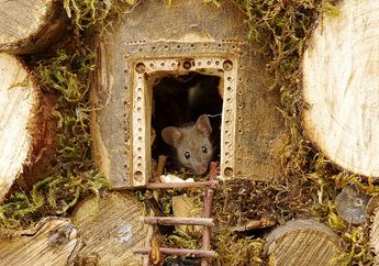 Wah, Tikus-Tikus Ini Punya Rumah yang Indah, Seperti Apa, ya?