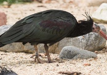 Upaya Konservasi 2 Jenis Burung Ini Berhasil dan Jumlahnya Bertambah, lo!
