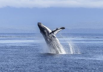 Jadi Mamalia Laut Terbesar, Bagaimana Cara Peneliti Menghitung Berat Tubuh Paus? #AkuBacaAkuTahu