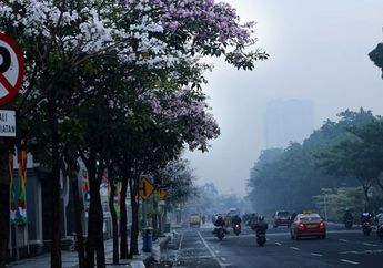 Cantiknya Bunga Tabebuya di Surabaya, Mirip Bunga Sakura Di Jepang