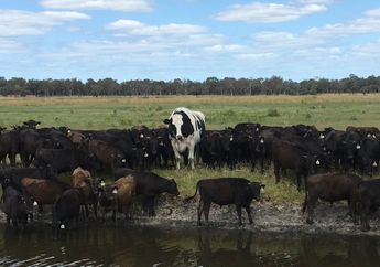 Kita Berkenalan dengan Knickers, Yuk! Sapi Terbesar di Australia Barat