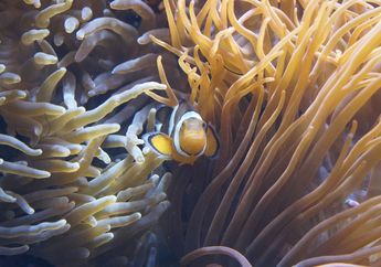 Wah, Ternyata Tidak Semua Ikan Badut Mempunyai Garis Putih di Tubuhnya