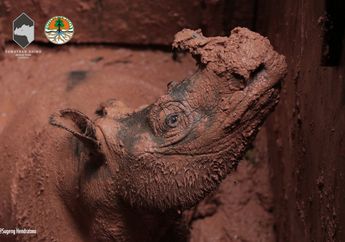 Hore! Ada Badak Sumatra yang Berhasil Diselamatkan di Kalimantan!