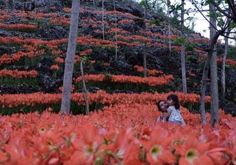 Surabaya Punya Bunga Tabebuya, Gunung Kidul Juga Punya Bunga Amarilis