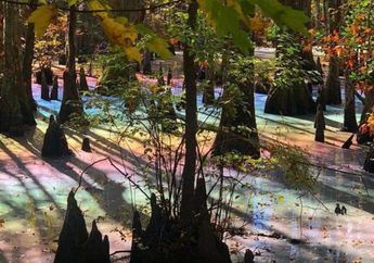 Rawa ini Berwarna Pelangi yang Berkilauan Seperti Hologram, Kok Bisa?